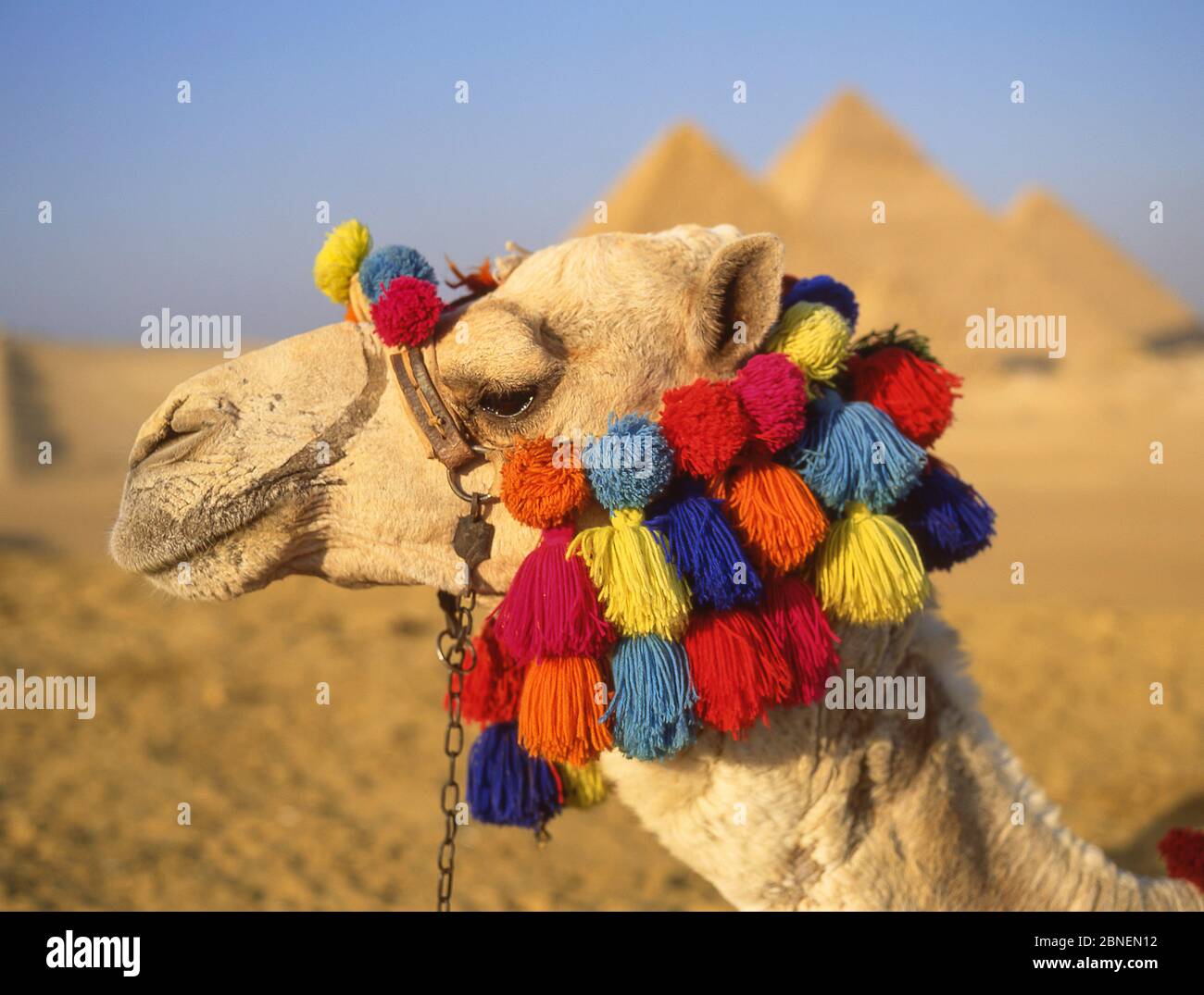 Cammello decorato con i tasselli, le grandi Piramidi di Giza, Giza, Giza Governato, Repubblica d'Egitto Foto Stock