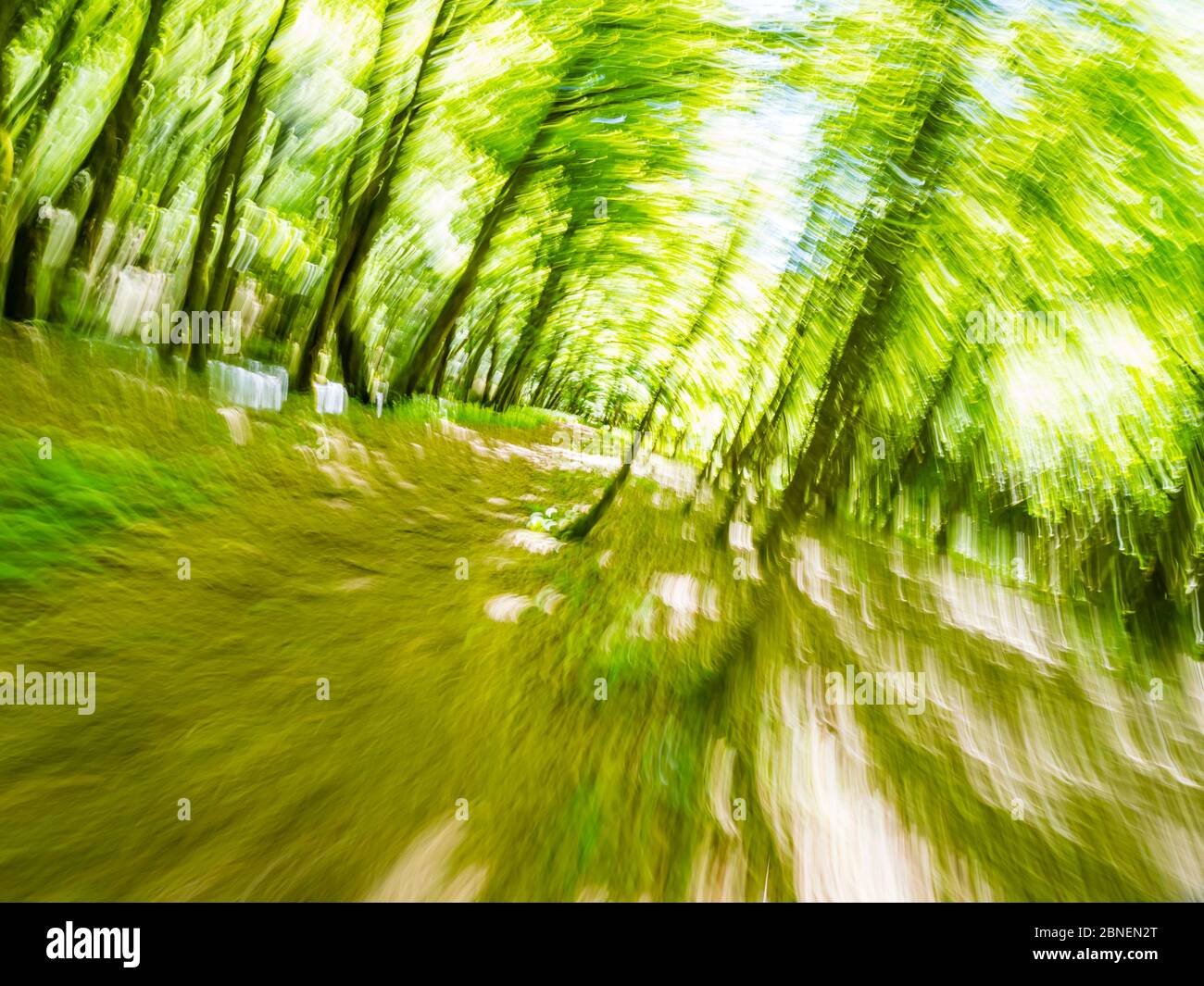 Verde foresta correre intenzionalmente sfocata che rappresenta la massima velocità veloce veloce movimento alberi e rami foglie Foto Stock