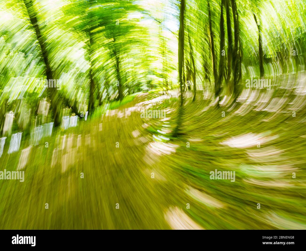Verde foresta correre intenzionalmente sfocata che rappresenta la massima velocità veloce veloce movimento alberi e rami foglie Foto Stock