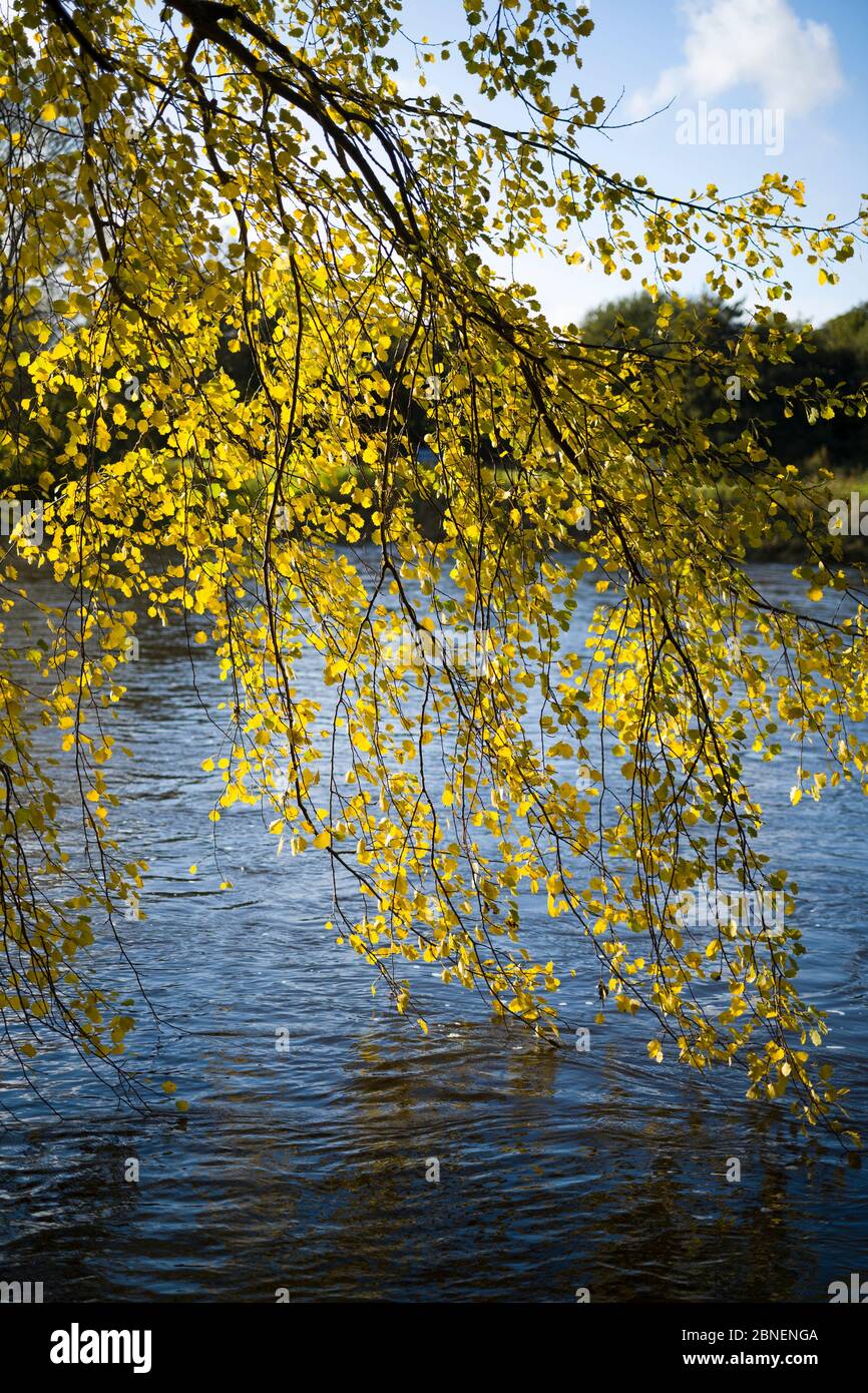 Luce del sole attraverso foglie dorate di betulla d'argento - pendola di Betula - che penzola nel fiume Wye in Herefordshire, Inghilterra. Foto Stock