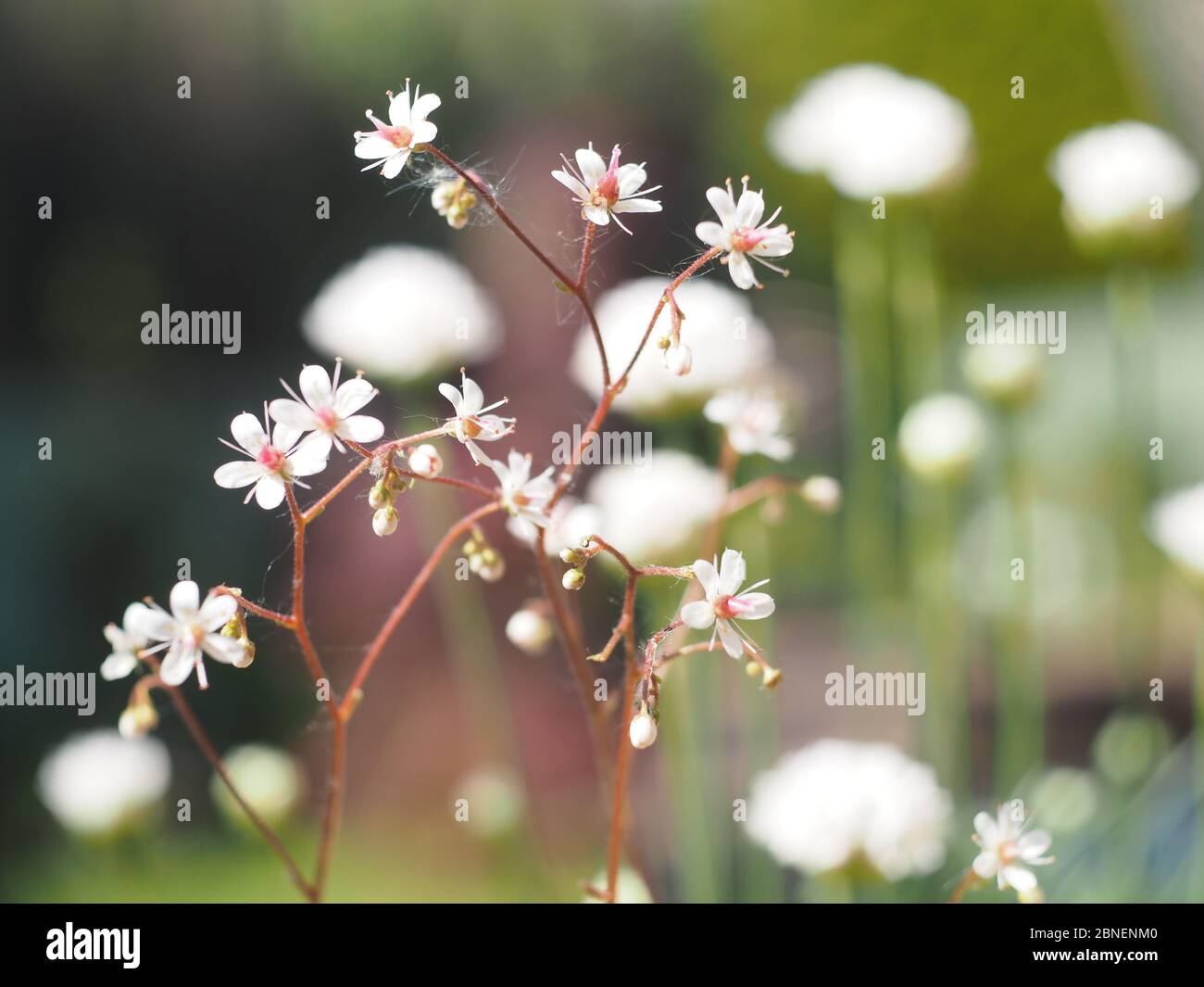 Saxifraga umbrosa variegata, pianta alpina con piccoli fiori bianchi Foto Stock