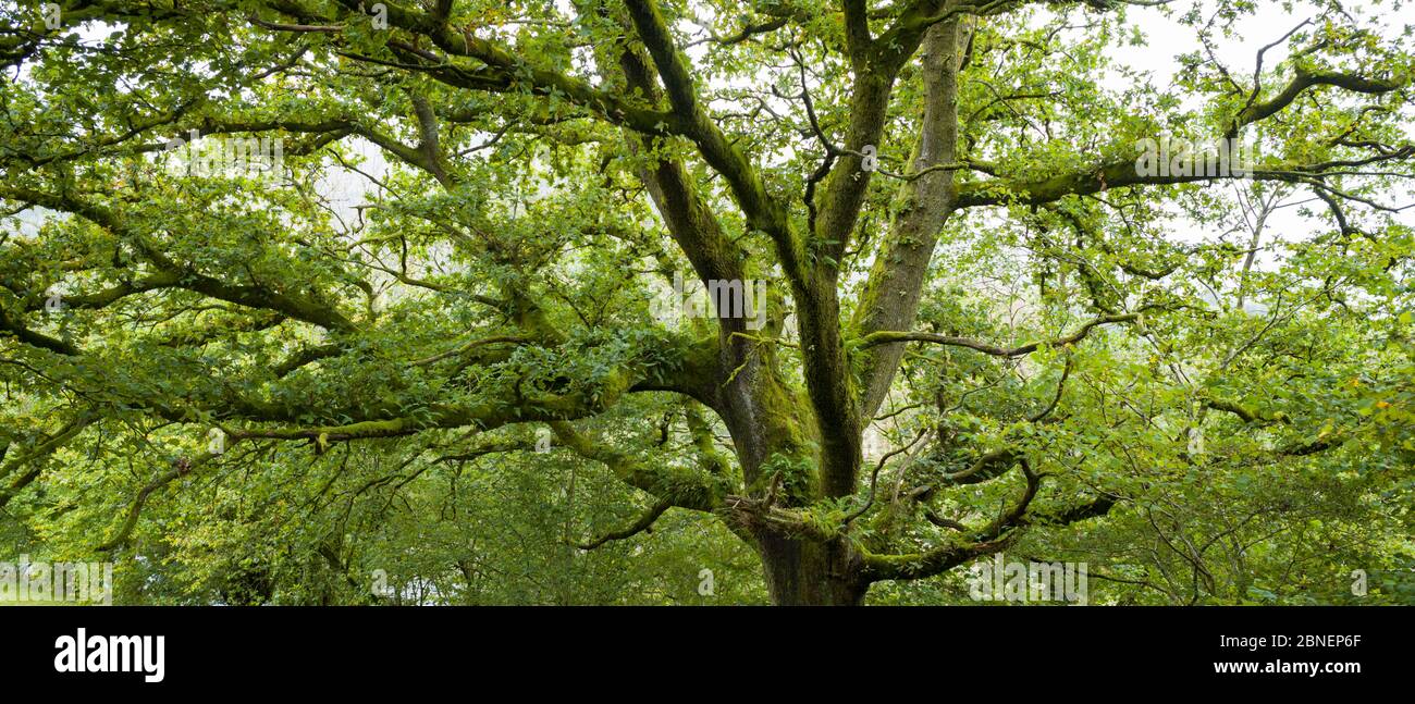 Antico albero di quercia, Quercus, nel tipico paesaggio gallese nei Beacons Brecon in Galles, Regno Unito Foto Stock