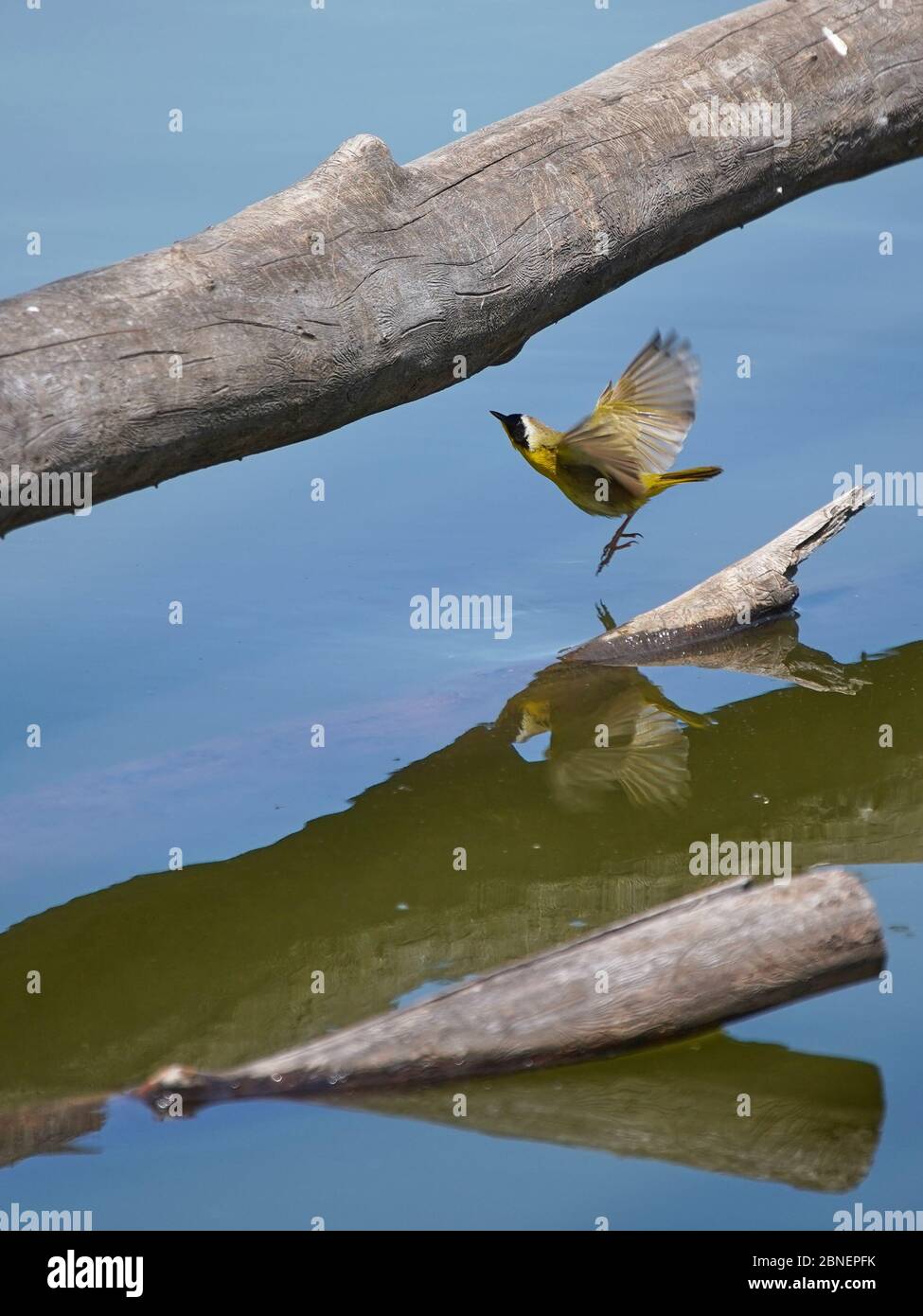 bella gola comune Foto Stock