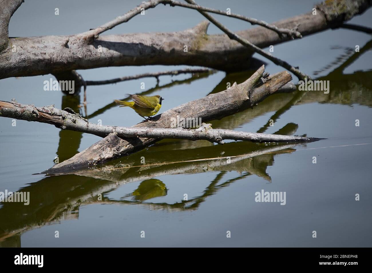 bella gola comune Foto Stock