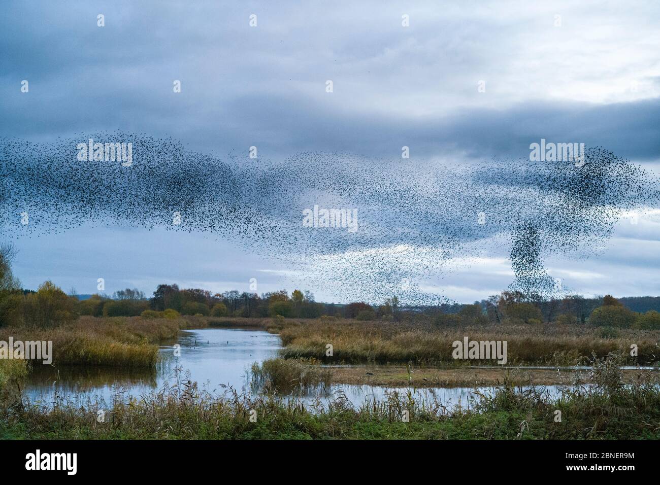 Mururazione degli Starlings - Sturnus vulgaris. Migliaia di uccelli formano forme e modelli roteanti che si floccano insieme prima di arrostire, Avalon Marshes, S. Foto Stock