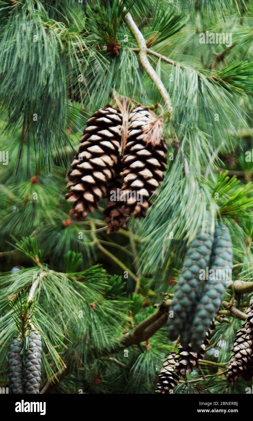 Pinus strobus conosciuto anche come pino di Weymouth Foto Stock
