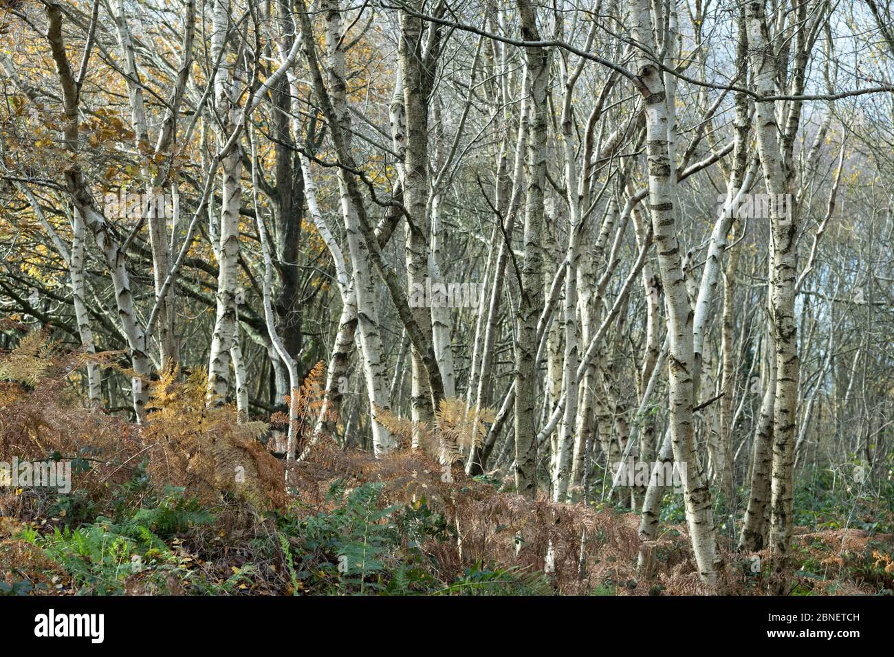 Betula pendula - alberi decidui a Somerset, Regno Unito Foto Stock