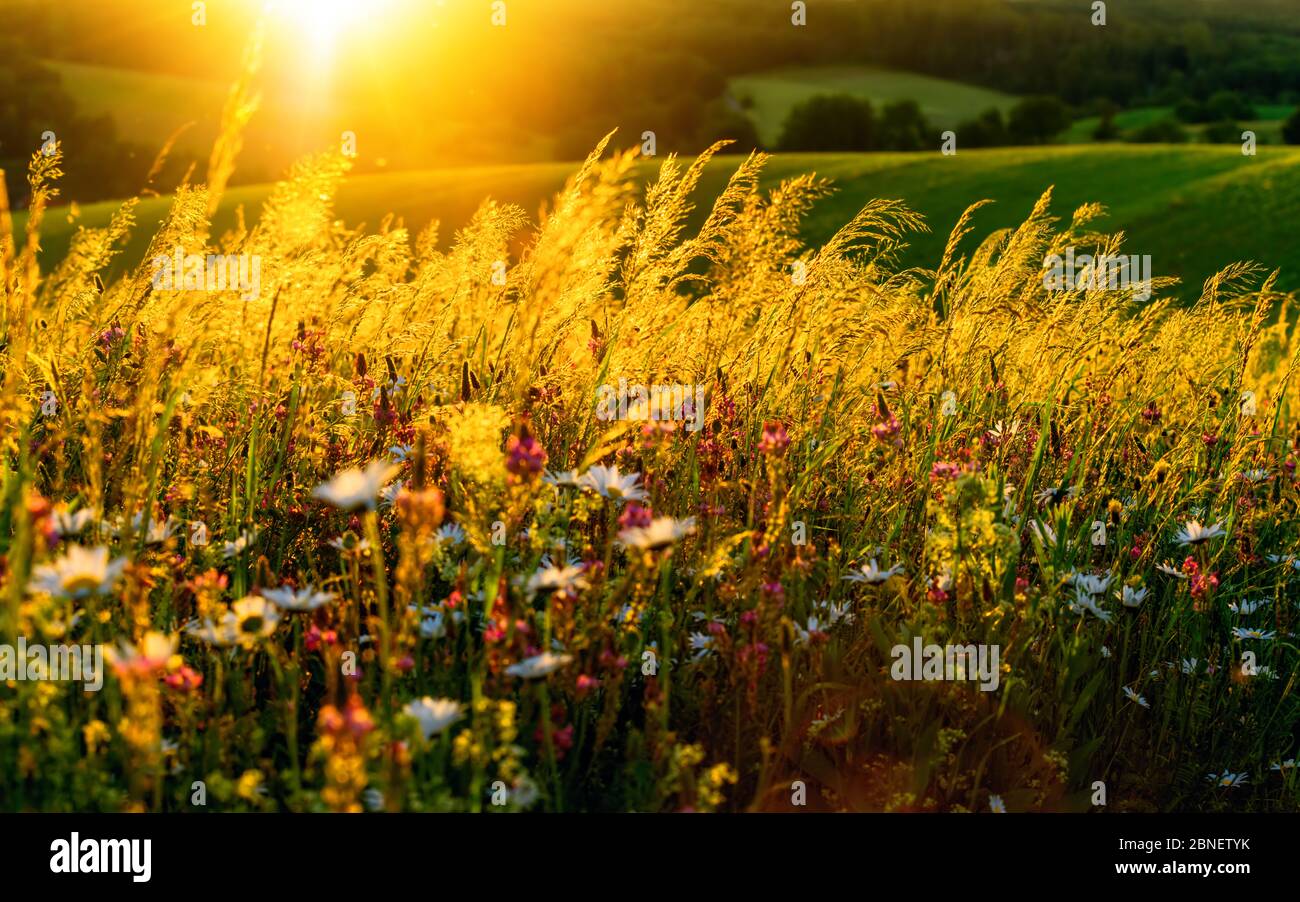 Tramonto dorato su un prato fiorito su colline, con il sole sullo sfondo e bella illuminata luminosa erba alta Foto Stock
