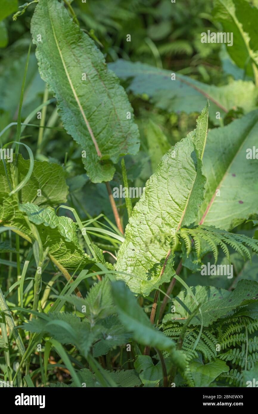 Erba a bordo strada con banchina a pacciamatura larga / Rumex oblusifolius con sole primaverile su foglia singola. Questo è il Dock utilizzato per strofinare le punture ortiche. Foto Stock
