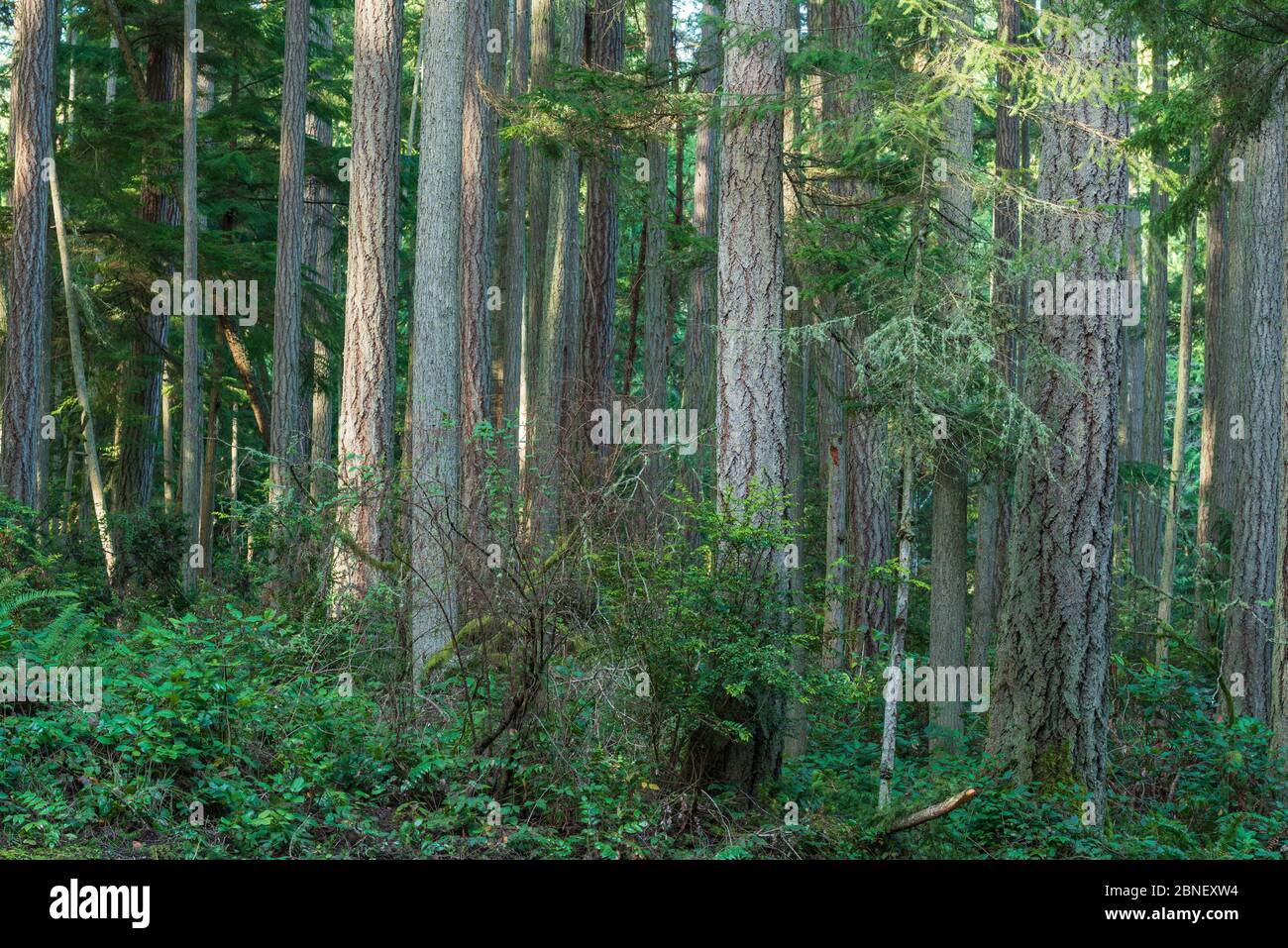 Paesaggio forestale nel Pacifico nord-occidentale Foto Stock