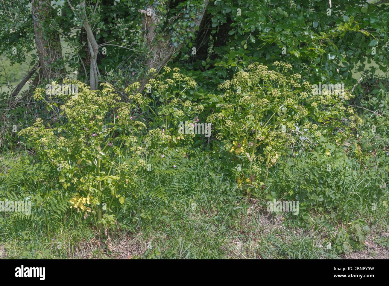 Patch di Alexanders / Smyrnium olusatrum in Cornwall hedgerow. Alexanders è un foraged food, una volta cresciuto come cibo, un Umbellifer, e parte carota famiglia Foto Stock