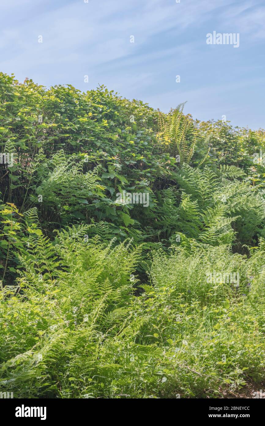 Fior e erbacce infestate Cornovaglia paese erba verga, con cielo blu estate dietro. Le alte siepi banched sono una caratteristica comune dei campi di Cornovaglia. Foto Stock