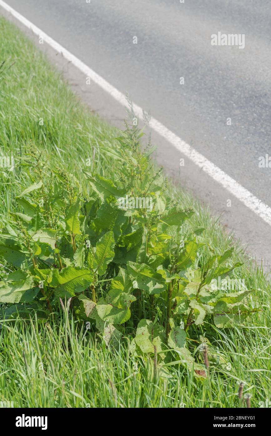 L'erba sul bordo della strada si trova con il molo a pacciamatura larga / l'oblusifolius di Rumex in primavera sole e asfalto dietro. Questo è il Dock utilizzato per strofinare le punture ortiche. Foto Stock