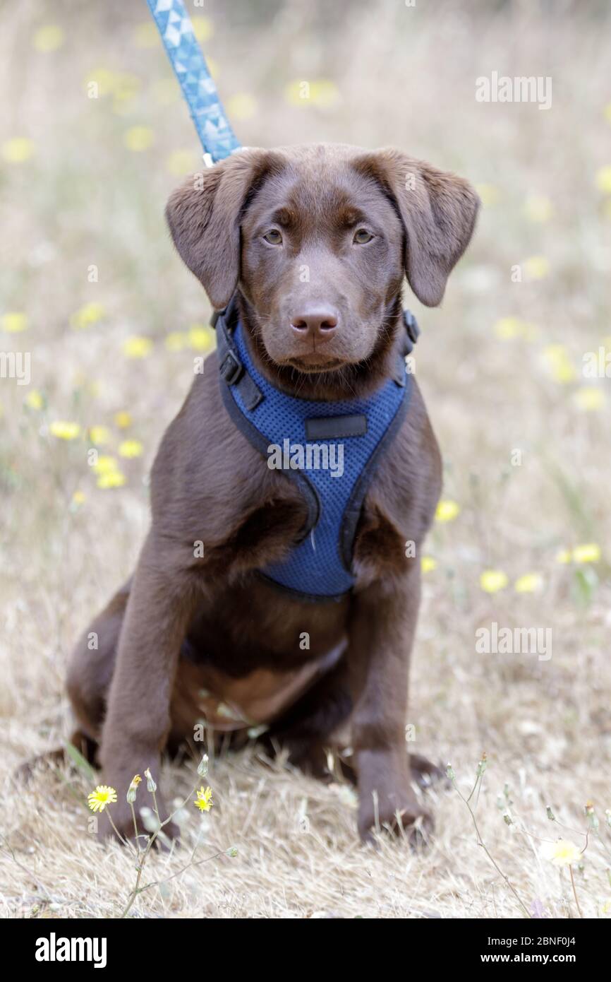 5 mesi-Old cioccolato Labrador Retriver Puppy femmina Foto Stock