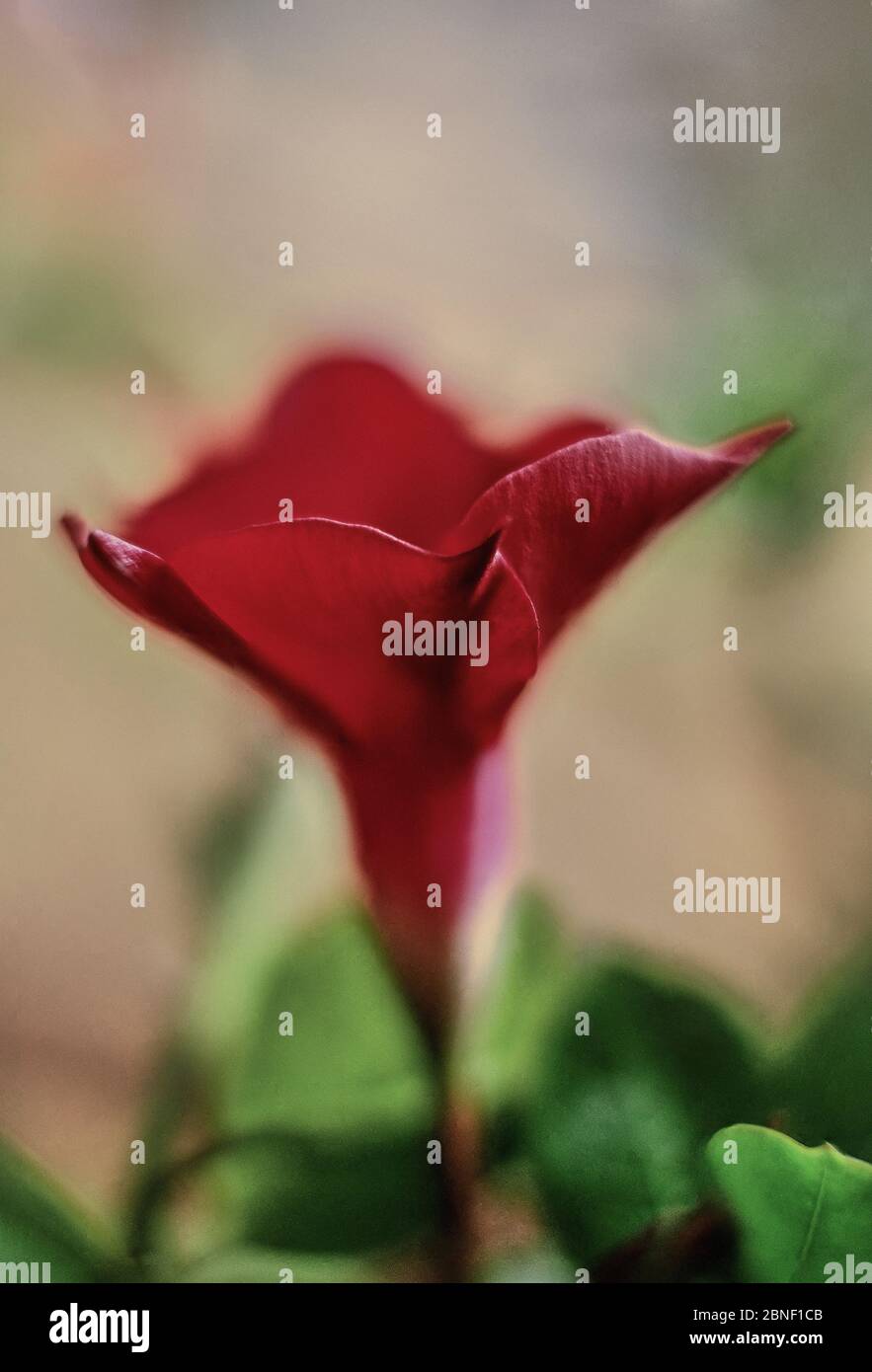 Tutti i diritti riservati Foto Stock