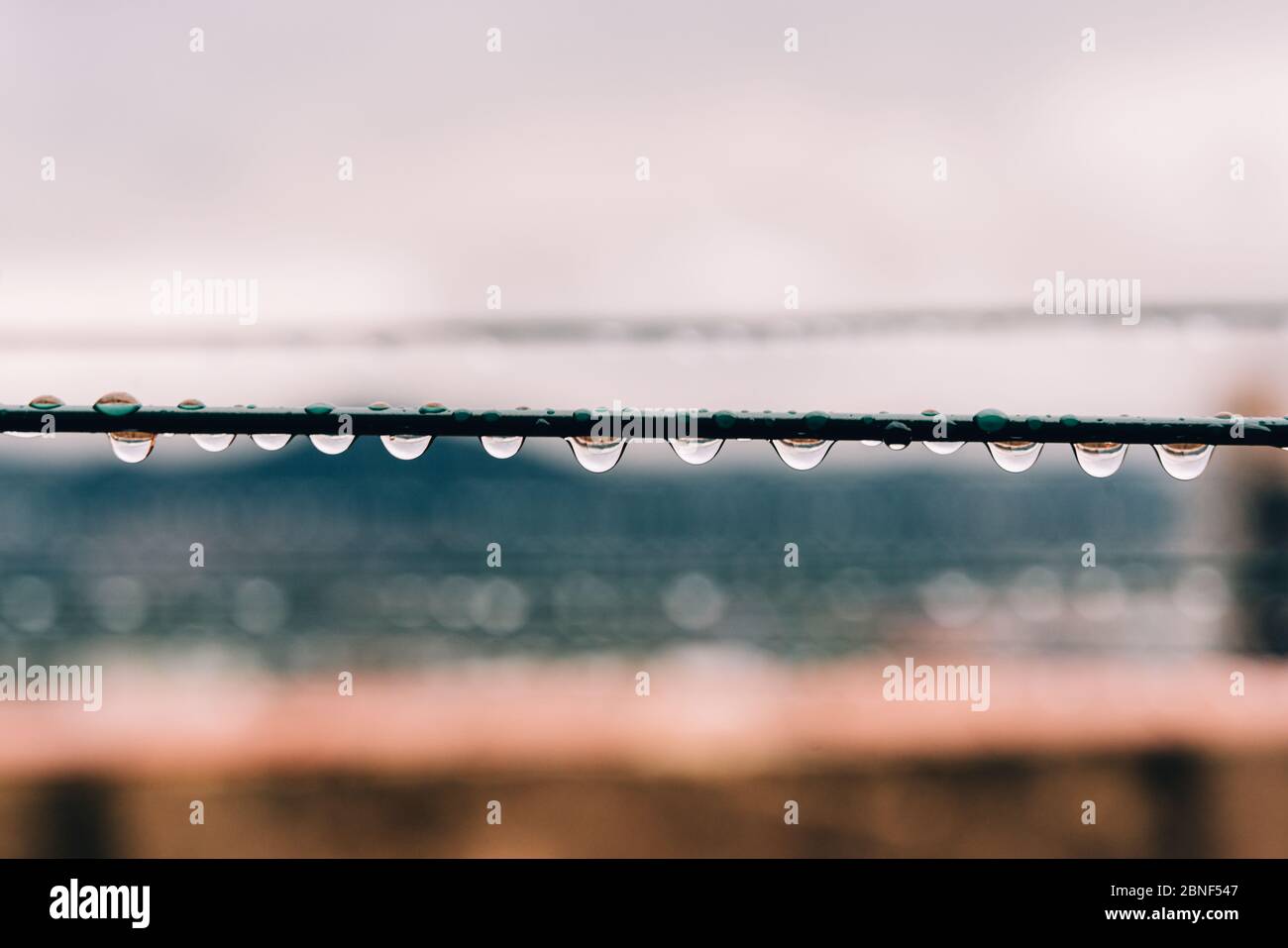 Fuoco selettivo di gocce d'acqua appese in un verde filo Foto Stock