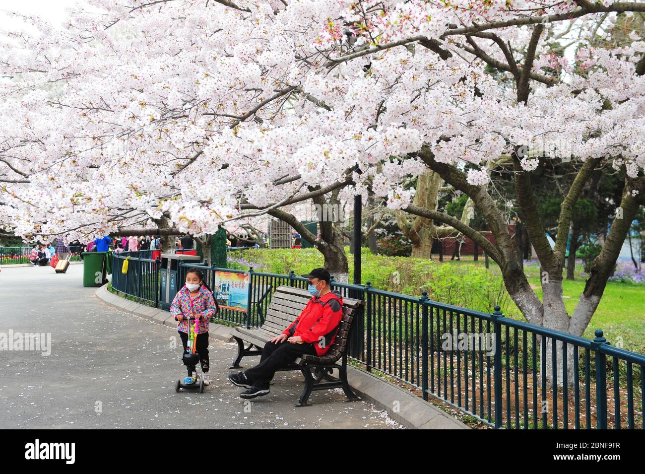 Più di 2000 alberi di ciliegia iniziano a fiorire nel Parco di Zhongshan, attirando molti cittadini a godersi i fiori profumati e a prendere i picnic, città di Qindao, Foto Stock