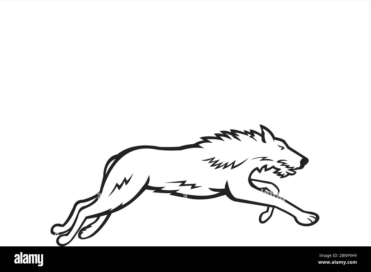 Illustrazione dell'icona della mascotte sportiva di Deerhound scozzese o del Deerhound, una grande razza di tumulo allevato per la caccia di cervi rossi che corrono su backgroun isolato Illustrazione Vettoriale