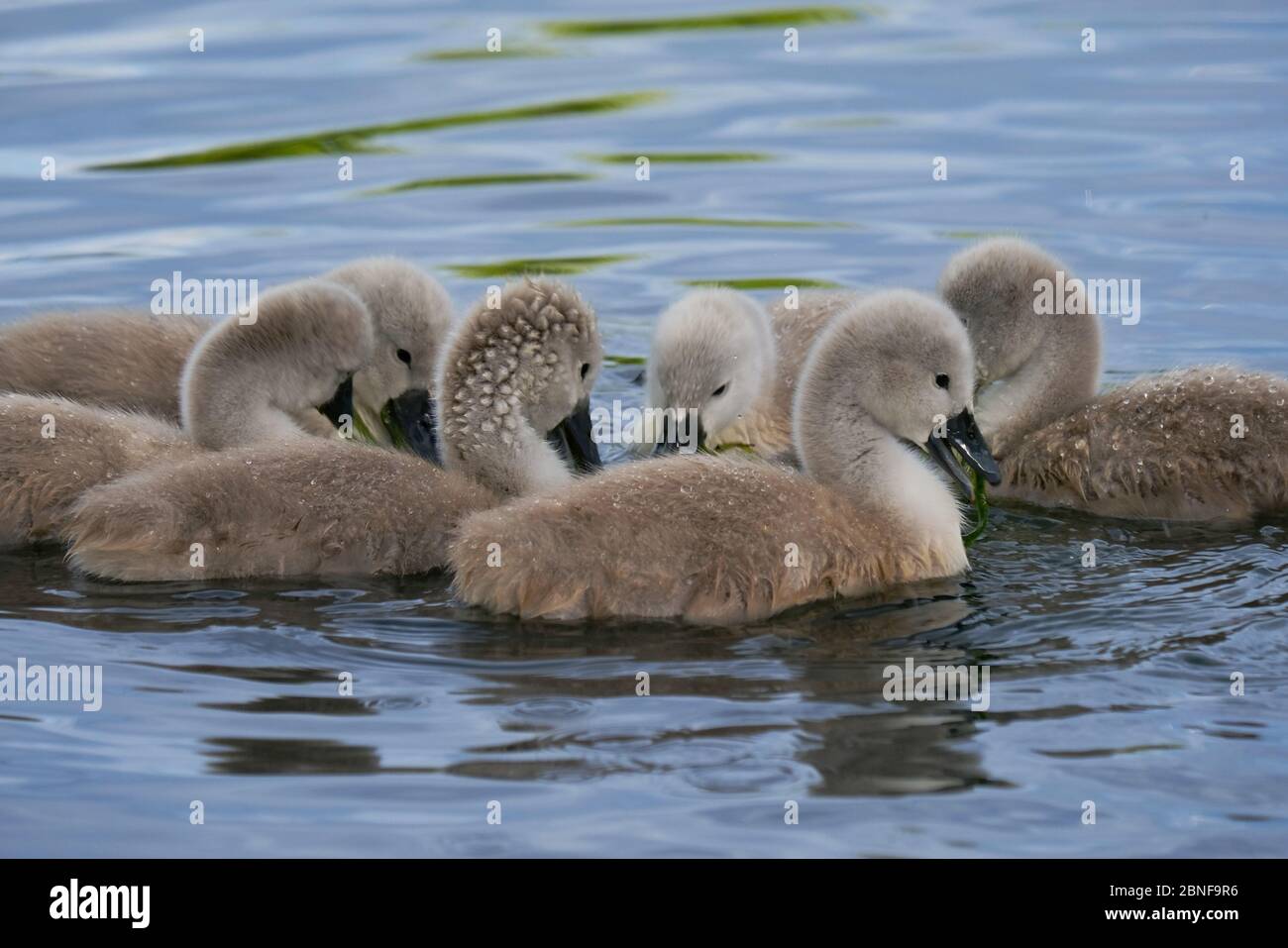 Un gruppo di cigneti molto giovani si nutrono insieme in un gruppo sull'acqua. Foto Stock