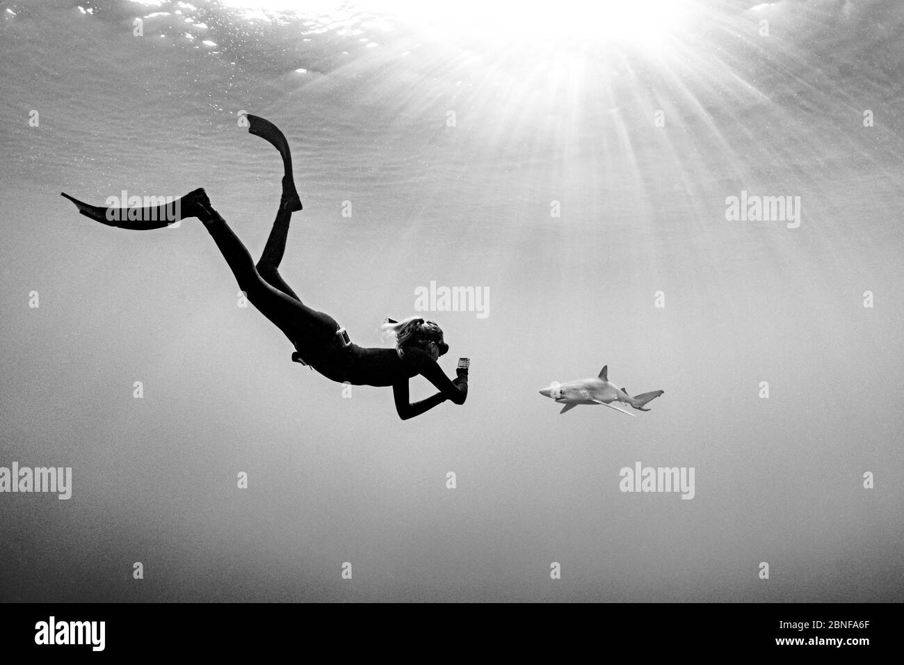 Uno squalo blu e un freediver Foto Stock