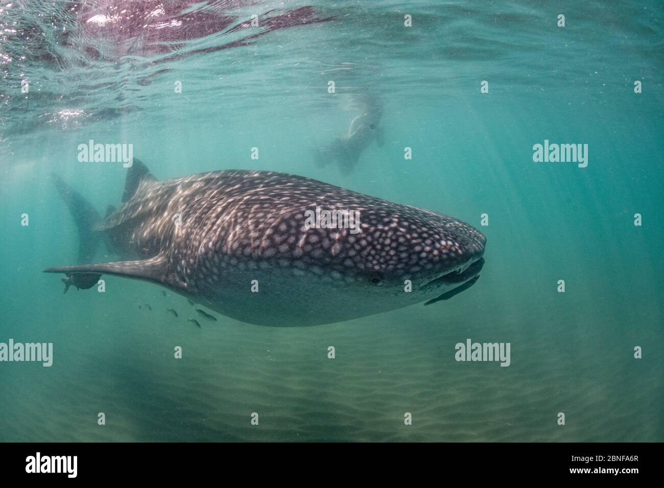 Snorkeling e squalo balena Foto Stock