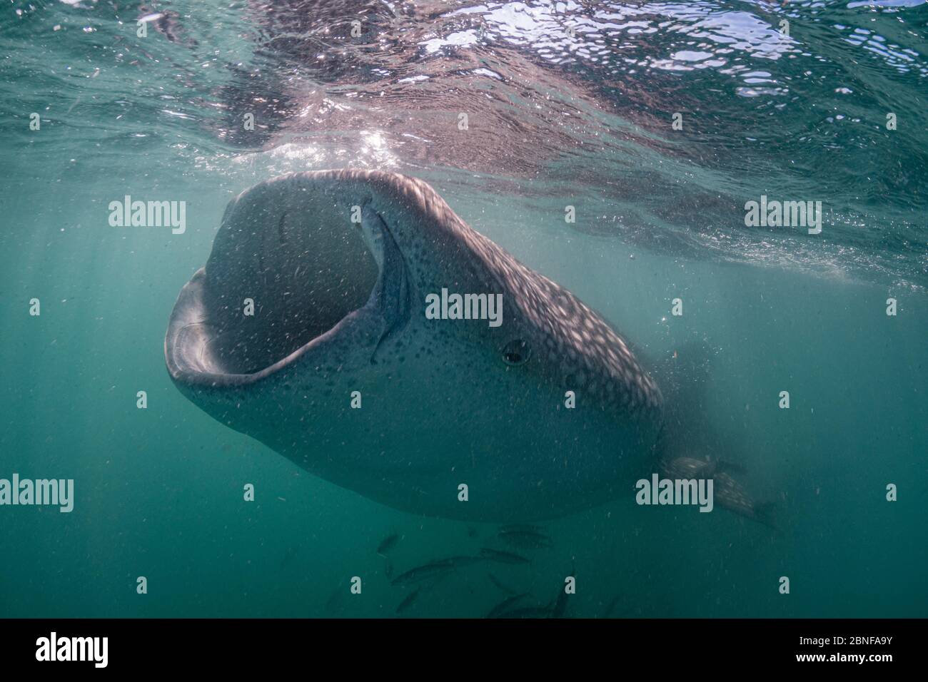 Uno squalo balena giovanile che si nutre appena sotto la superficie Foto Stock
