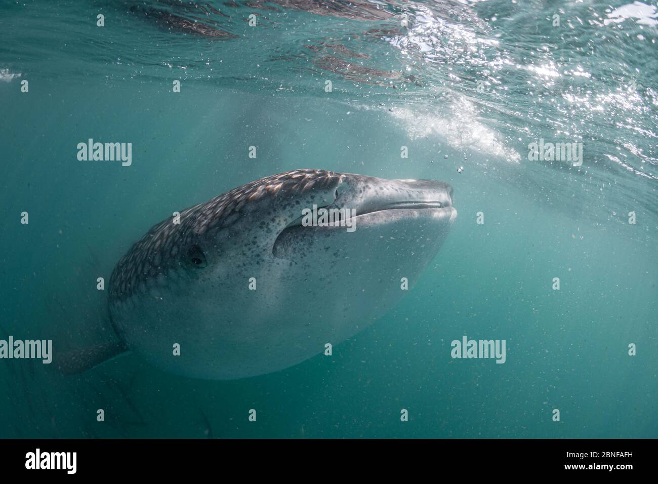 Uno squalo balena giovanile che si nutre appena sotto la superficie Foto Stock