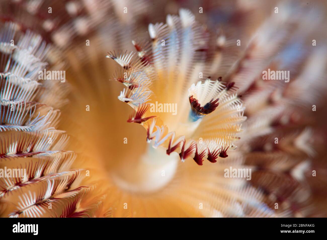 Primo piano verme dell'albero di Natale Foto Stock