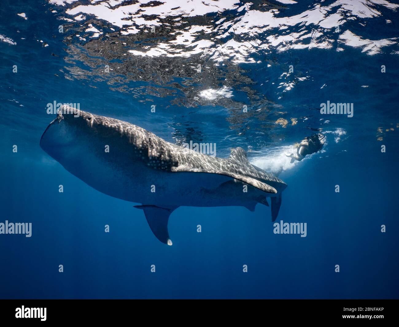 Uno squalo balena che nuota appena sotto la superficie Foto Stock