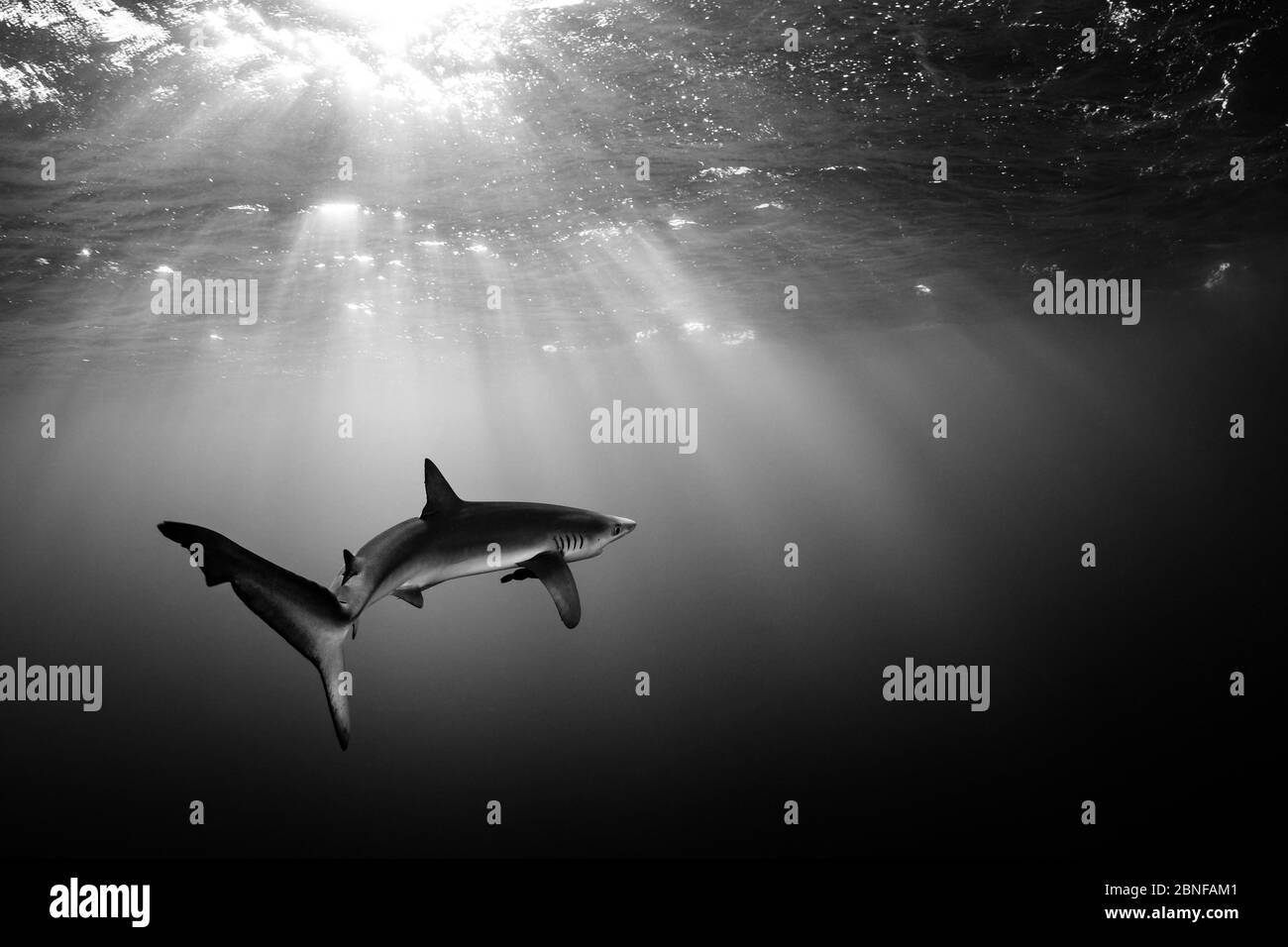 Squalo Blu a Cabo San Lucas Foto Stock