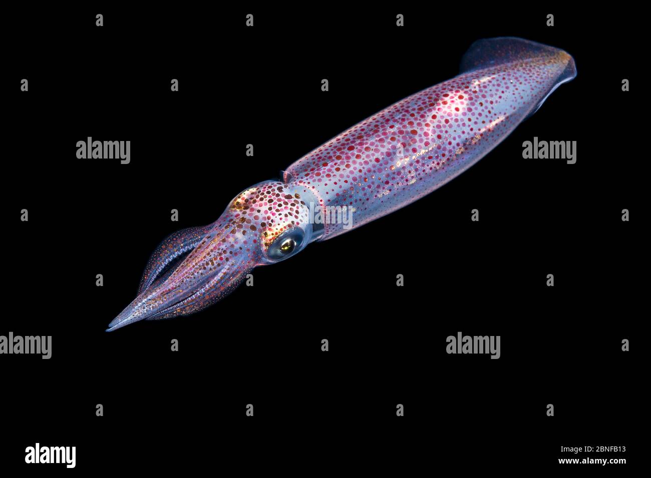Squid in un tuffo in blackwater in Florida. Foto Stock
