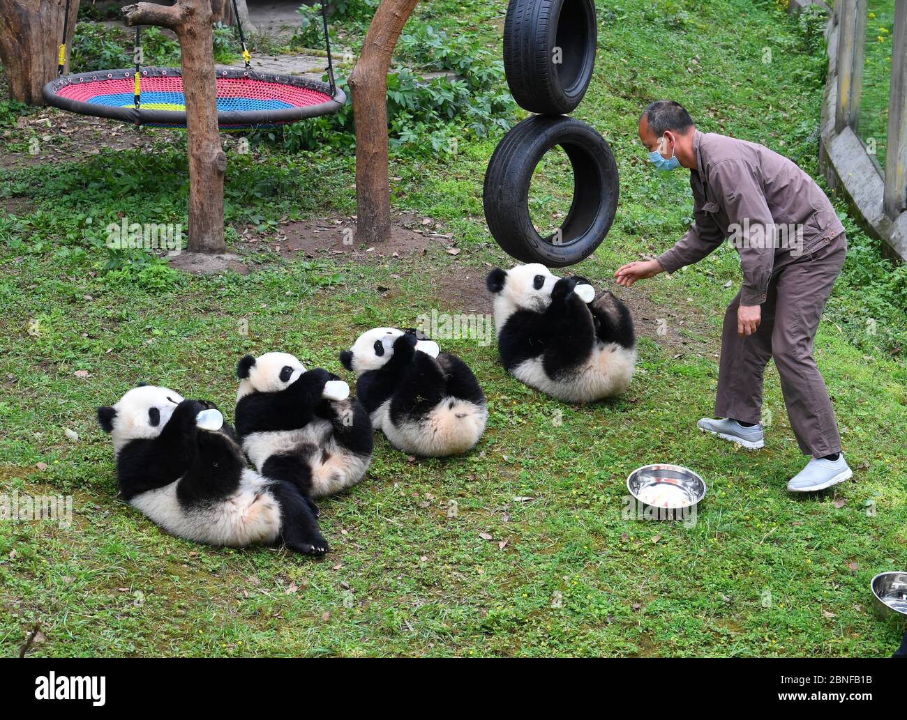 I giganteschi quadruplets di panda Shuangshuang, Chongchong, Xixi e Qingqing godono della loro vita accogliente allo zoo di Chongqing mentre i turisti li visitano durante il Qingmi Foto Stock