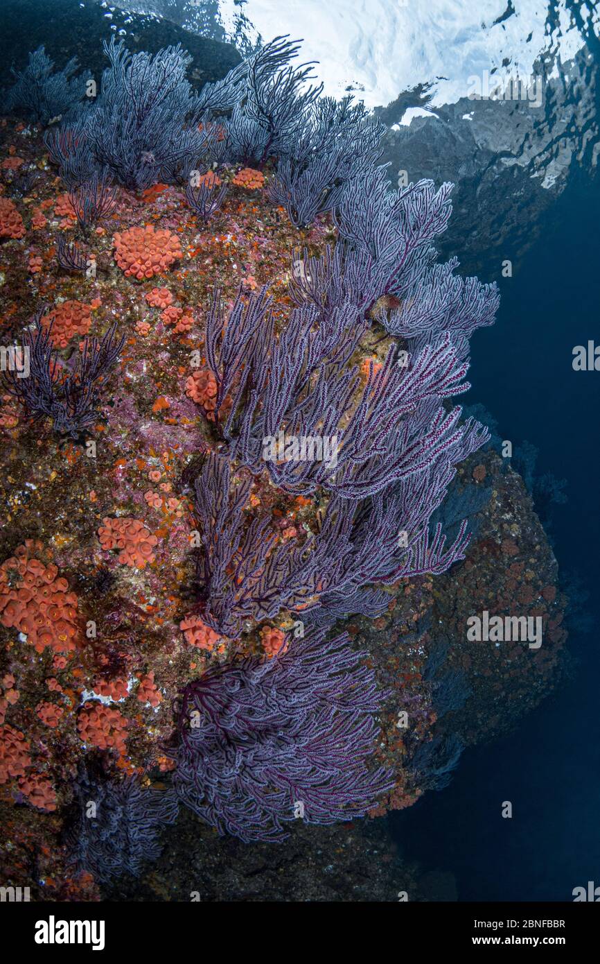 Una sezione della barriera corallina su Isla Ballena a la Paz, Messico Foto Stock