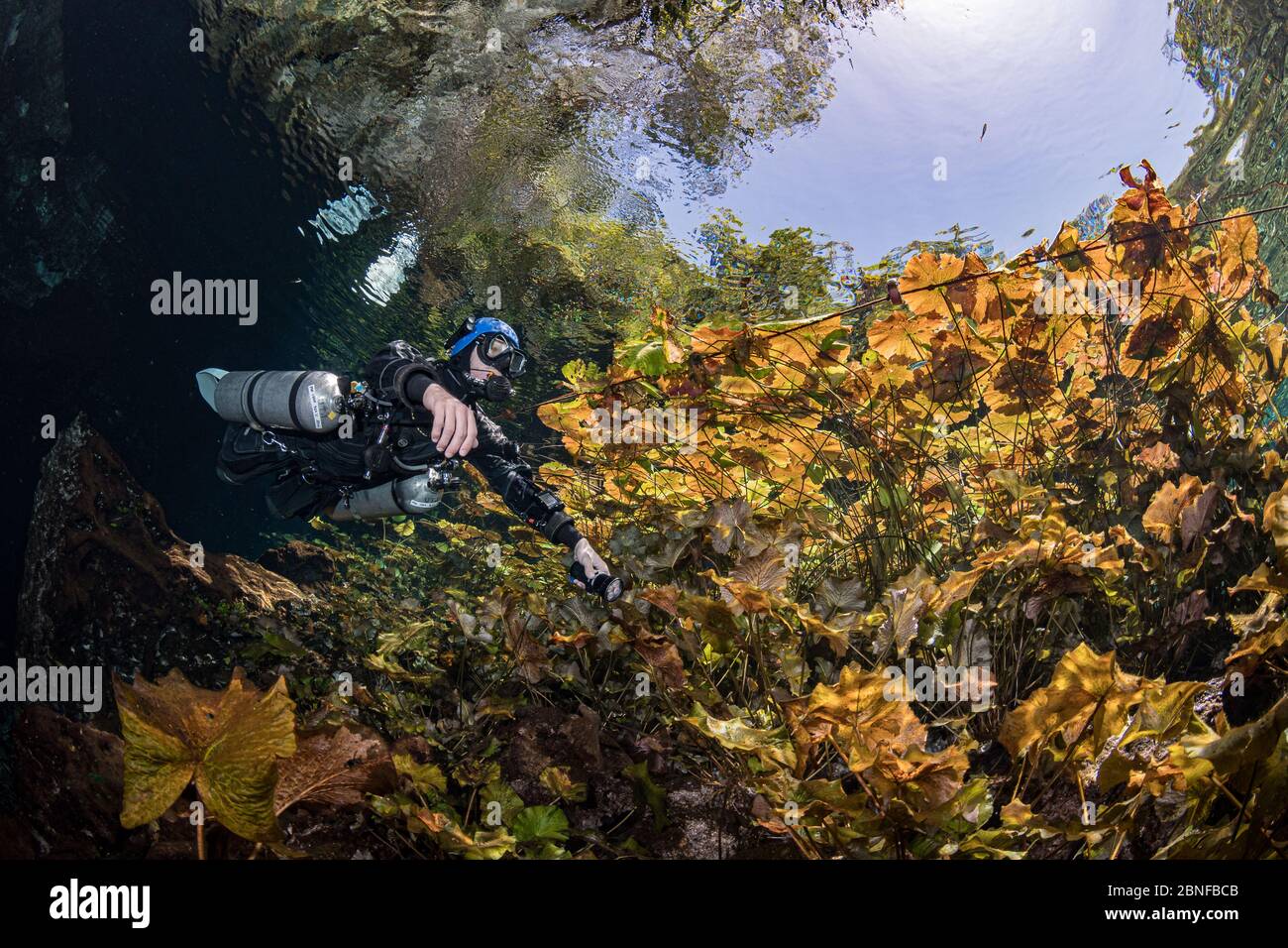 Un subacqueo in un cenote a Quintana Roo, Messico. Foto Stock