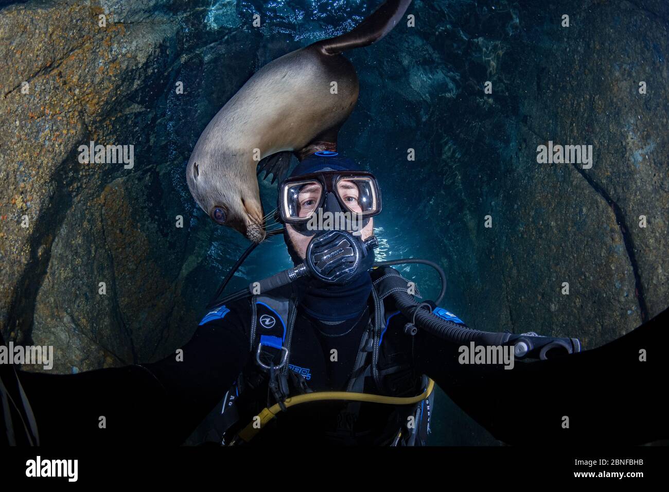 Selfie leone di mare Foto Stock