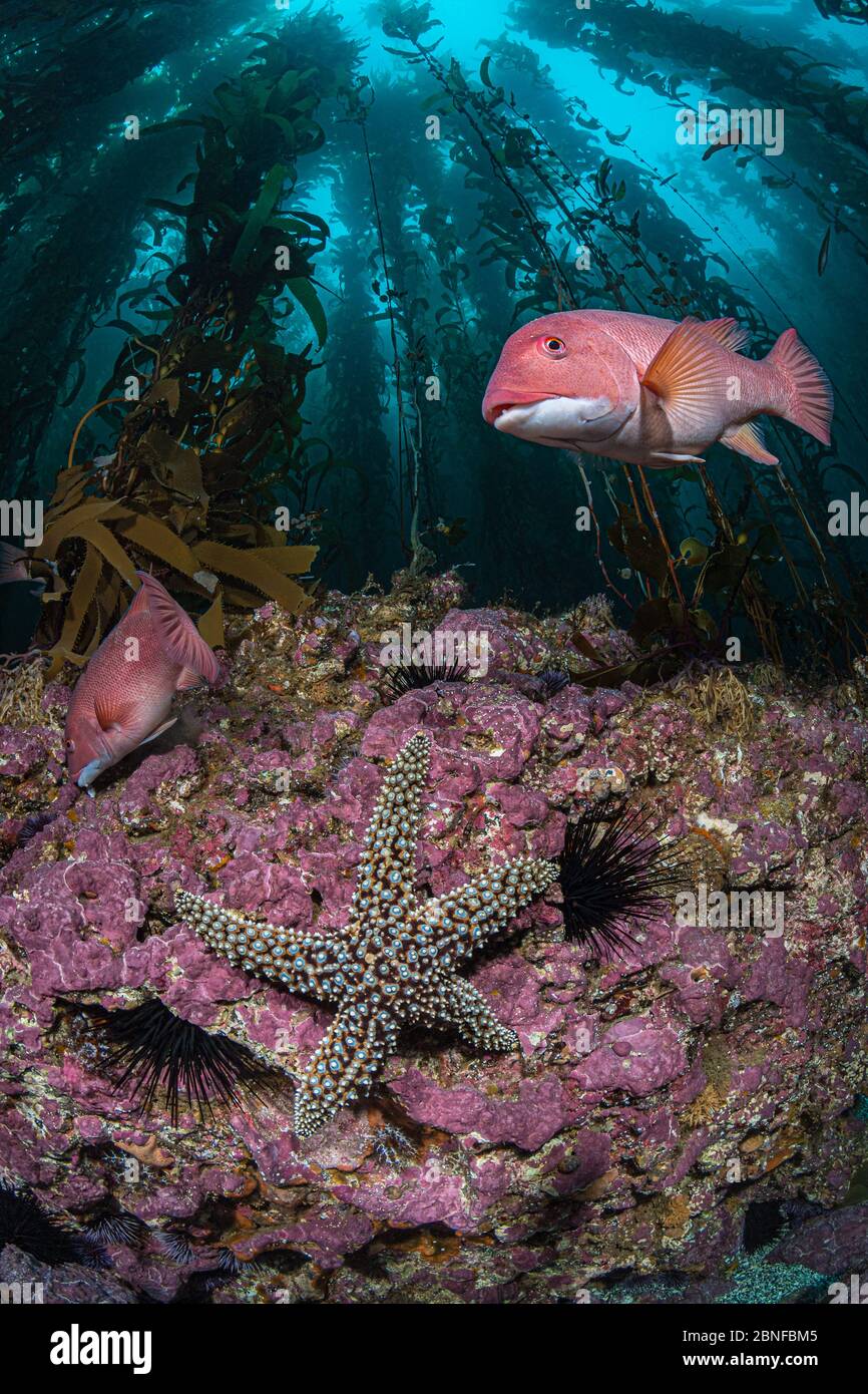 La stazza della testa di pecora della California e una stella marina in una foresta di kelp Foto Stock