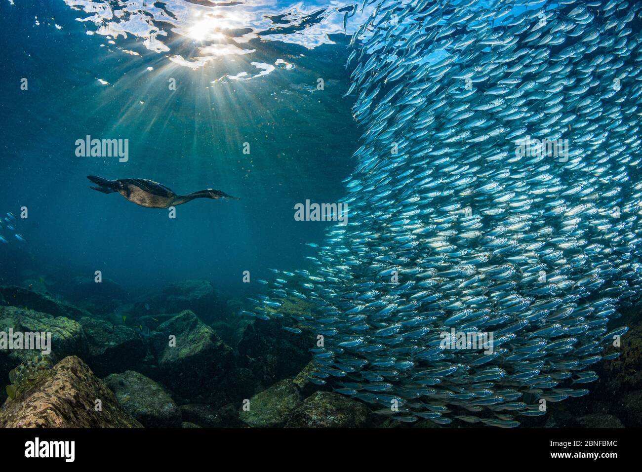 Cormorano caccia sardine Foto Stock