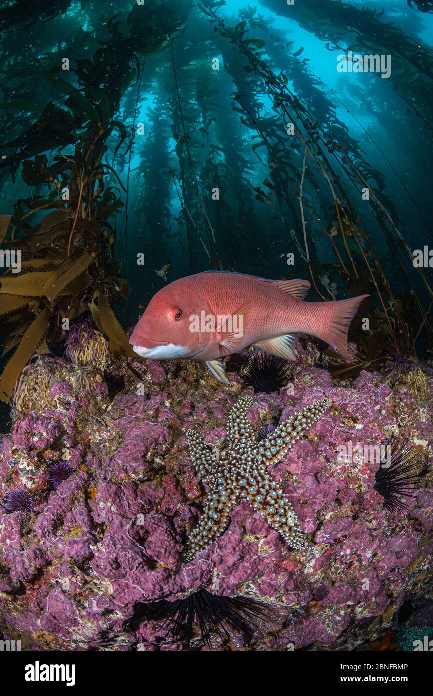 La stazza della testa di pecora della California e una stella marina in una foresta di kelp Foto Stock