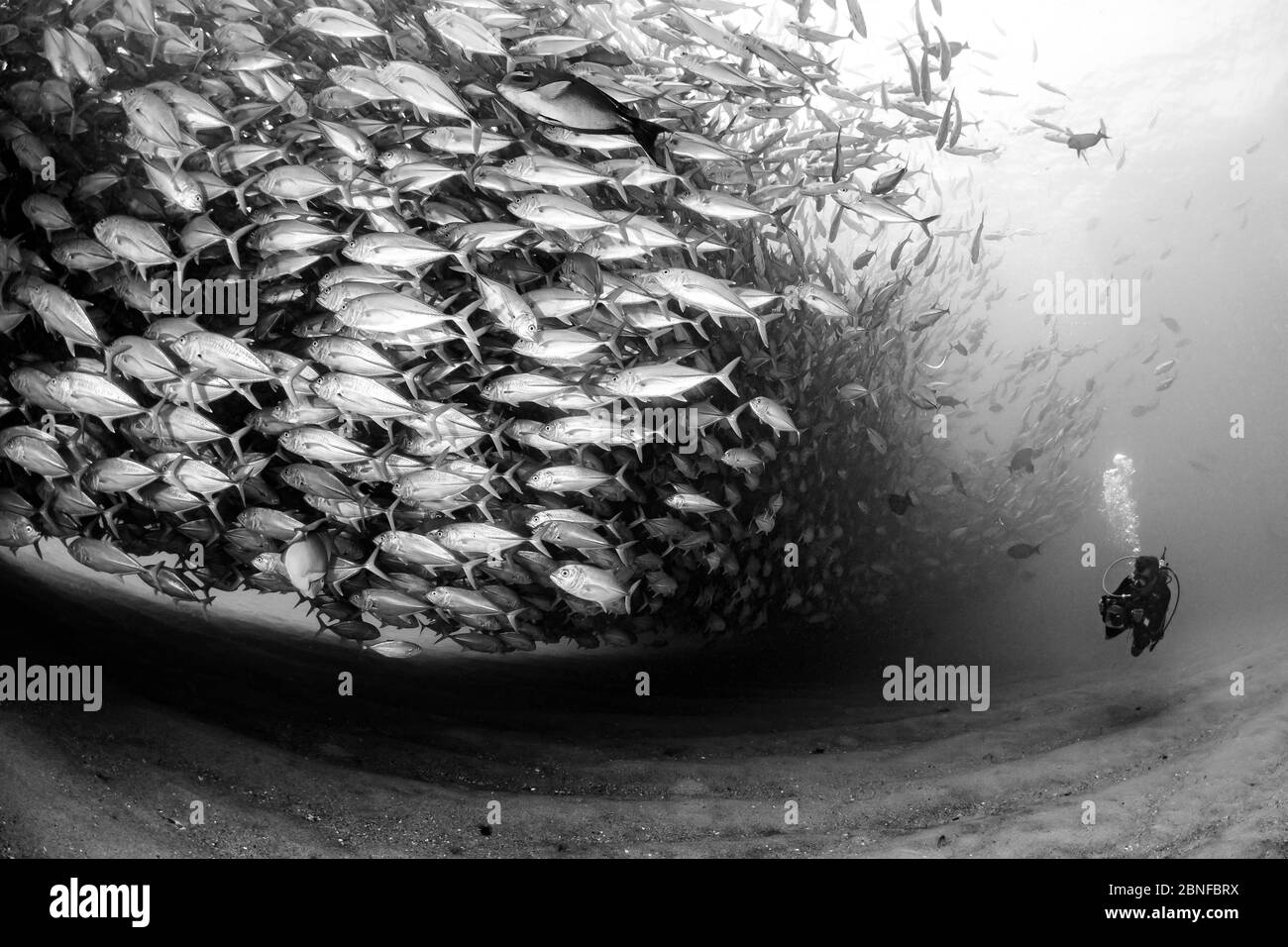 Una enorme scuola di jacks al parco nazionale di Cabo Pulmo Foto Stock