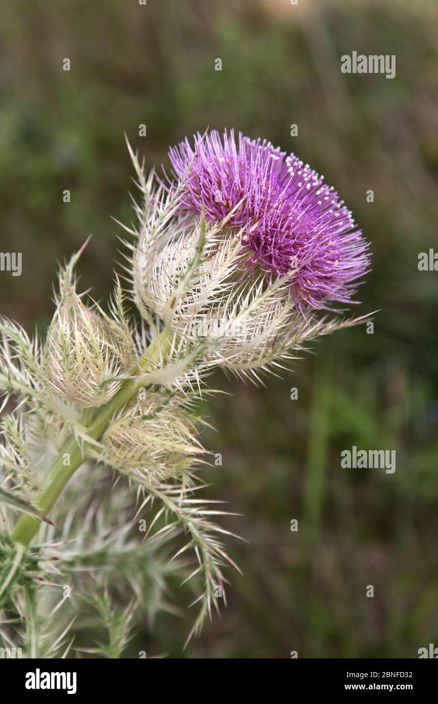 Il torello colorato, chiamato anche Thistle giallo 'Cirsium horridulum Michx', che cresce in campo di pascolo. Foto Stock
