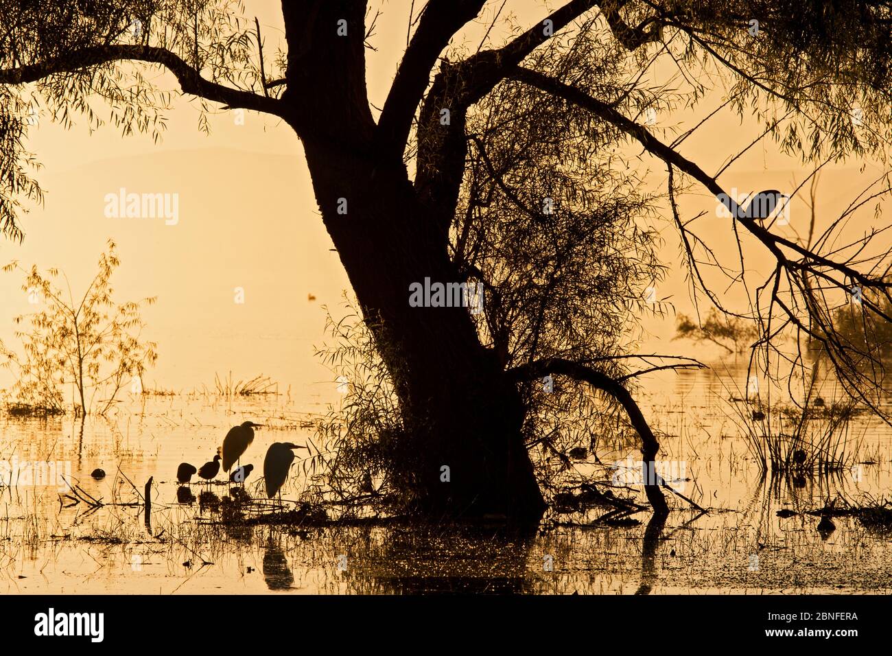 Alba sul Lago Chapala, Jocotepec, Jalisco, Messico Foto Stock