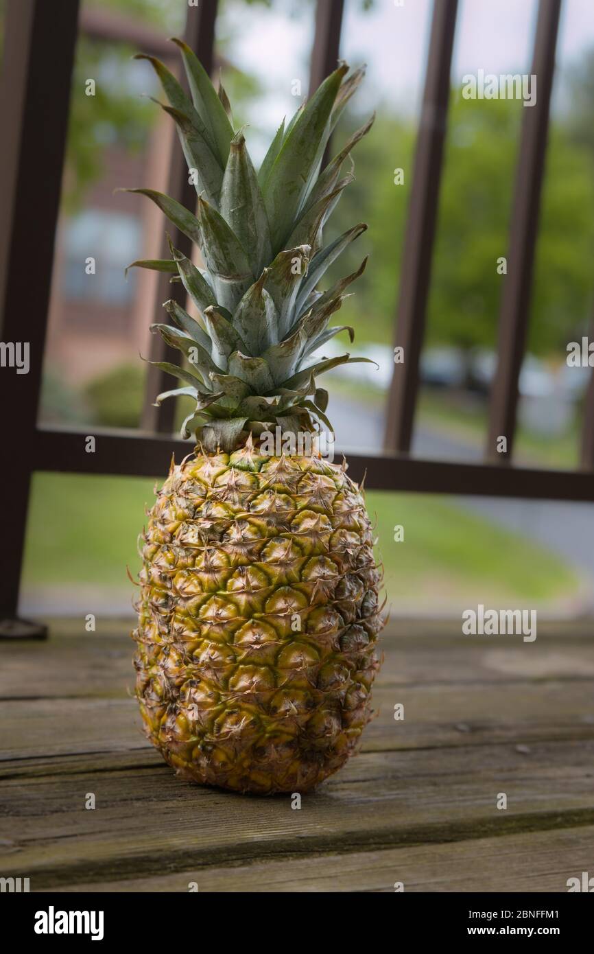 Ananas verticale non tagliato all'esterno Foto Stock