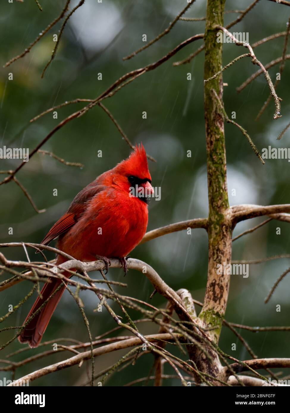 Cardinale del Nord, Cardinalis Cardinalis, il magnifico uccello di stato di molti stati Foto Stock