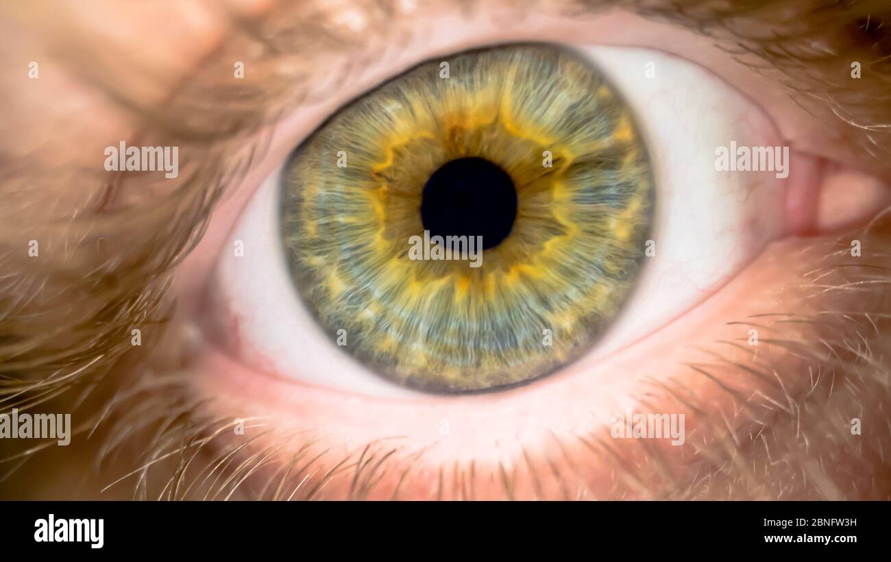 Occhio verde maschile molto vicino con un tocco di giallo arancio blu colori all'interno sull'iride e pupilla macro colpo ciglia. Riprese macro ravvicinate Foto Stock