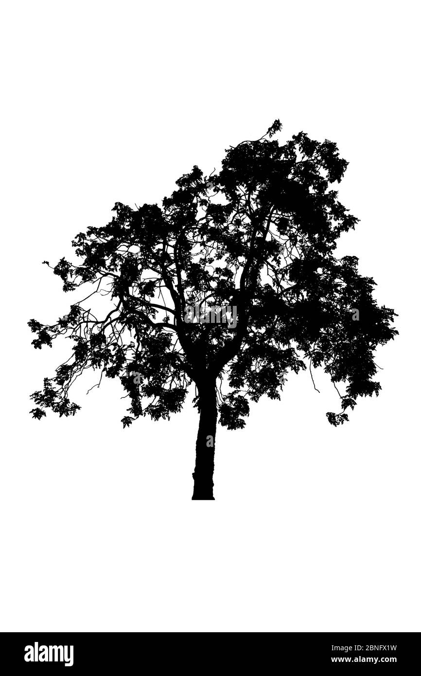 silhouette albero bella isolato su sfondo bianco Foto Stock