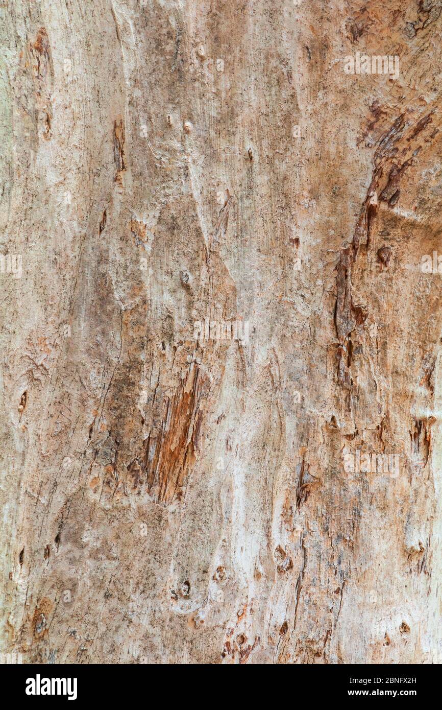 tronco di albero natura. corteccia texture motivo legno per sfondo immagine verticale Foto Stock