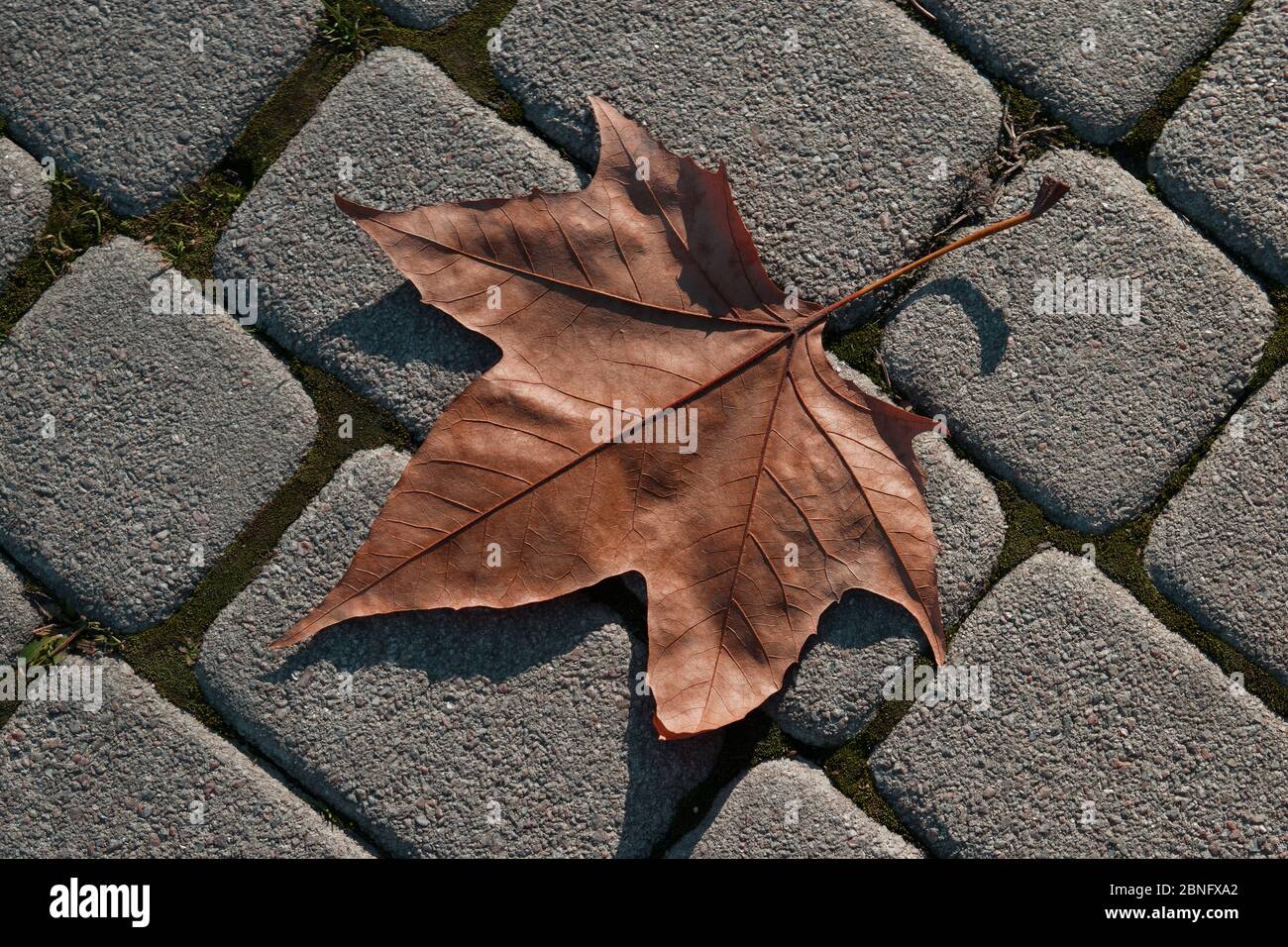 Caduto Maple Leaf Foto Stock