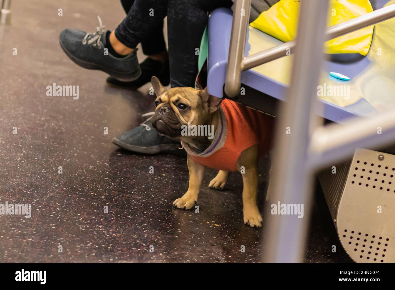 Cane accanto alle gambe di una persona in metropolitana in New York Foto Stock
