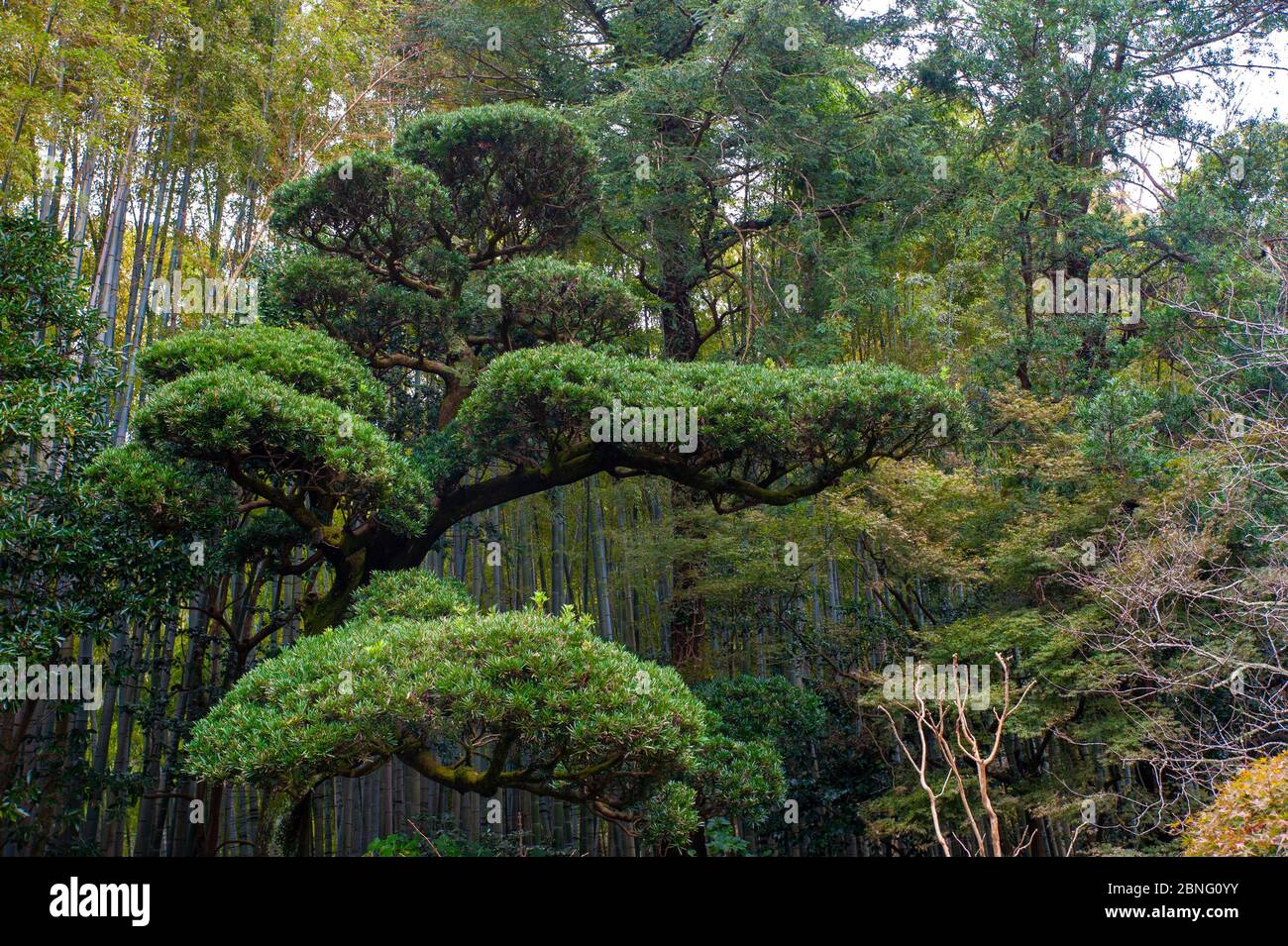 Bambù e alberi nel giardino del tempio di Hokokuji, tempio di bambù di AKA a Kamakura, Giappone, Foto Stock