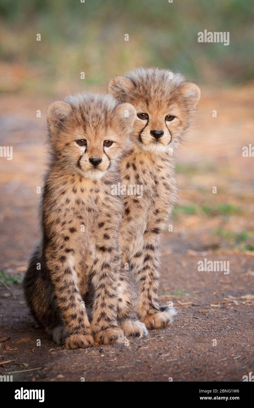 Due cuccioli di Cheetah giovani seduti l'uno accanto all'altro allertano il Sudafrica Foto Stock